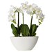 House of Hampton Lorelei Phalaenopsis Silk Flowers in Pot & Reviews ...
