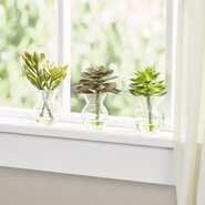Faux Succulents in Glass Vases (Set of 3)