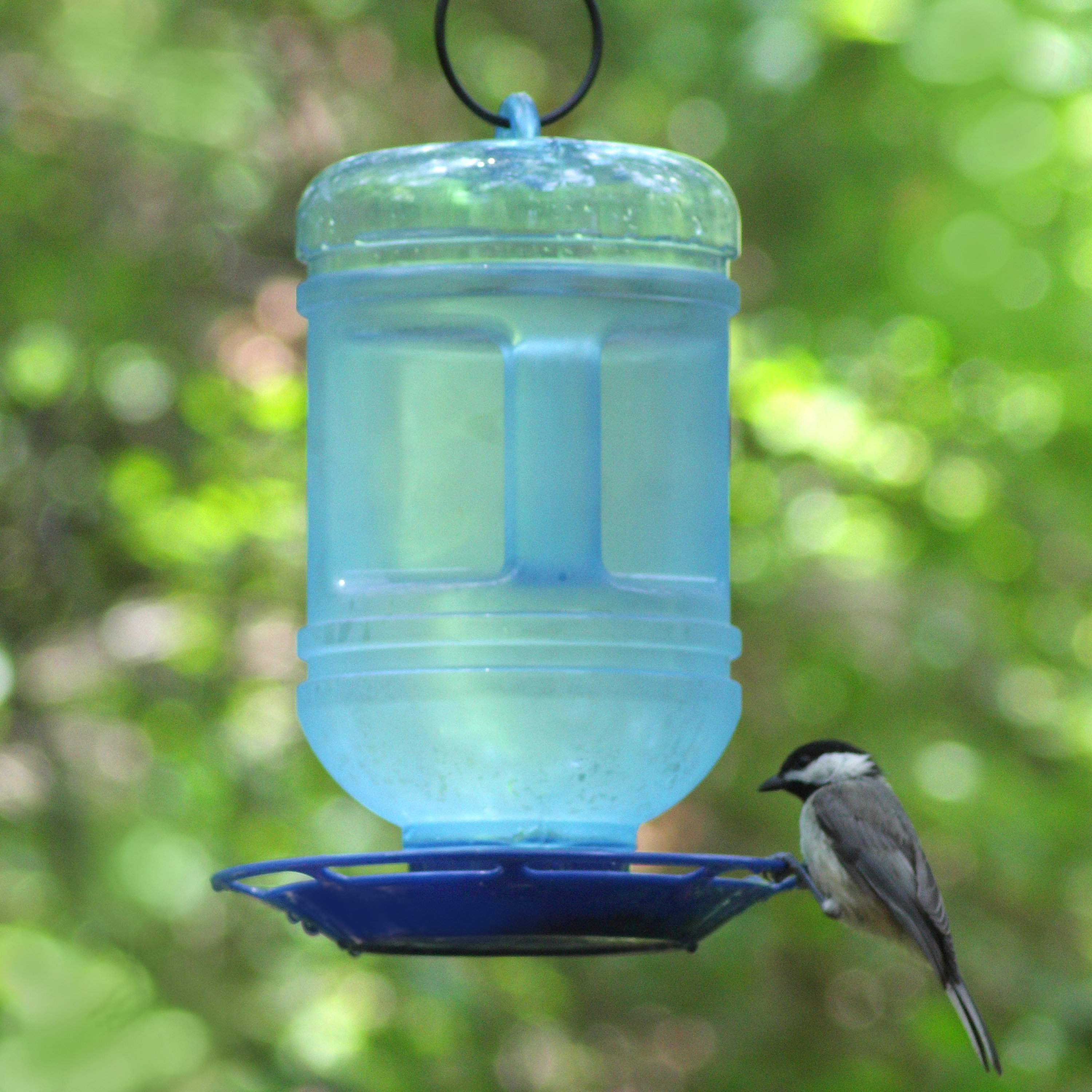 perky pet water cooler hummingbird feeder reviews wayfair perky pet water cooler hummingbird feeder reviews wayfair