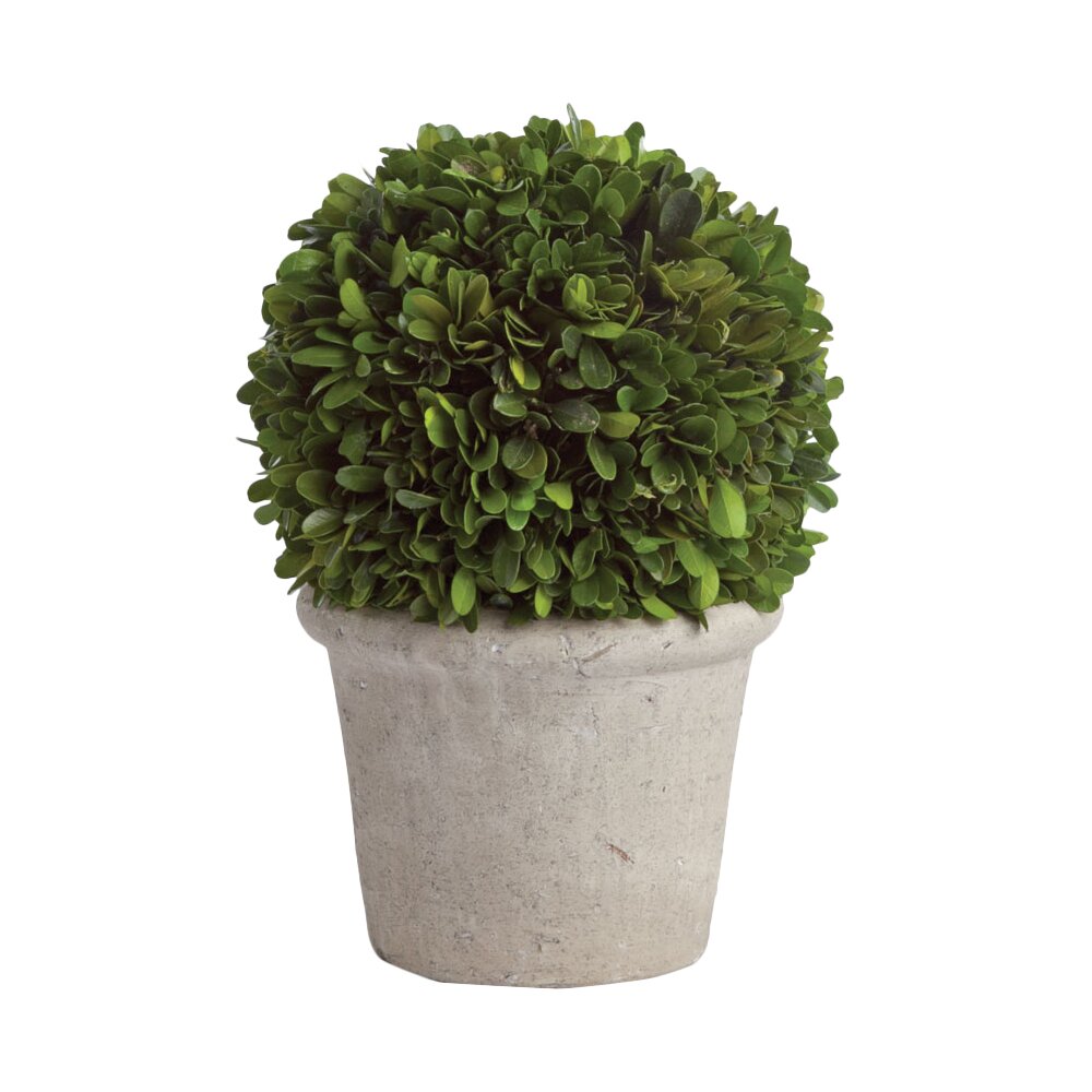 Napa Home & Garden Preserved Greens Ball in Pot & Reviews | Wayfair