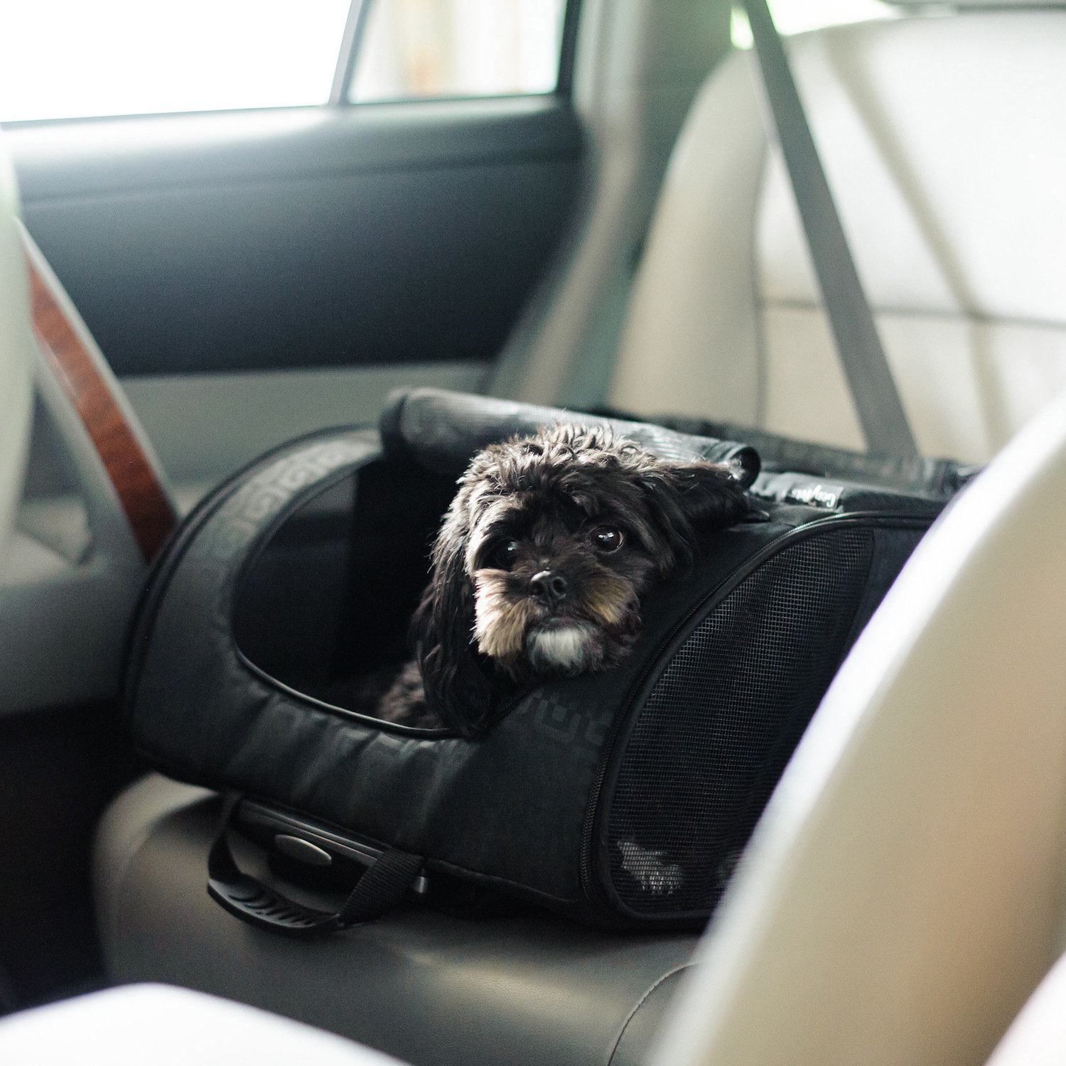 Gen7Pets Pet Carrier & Reviews Wayfair