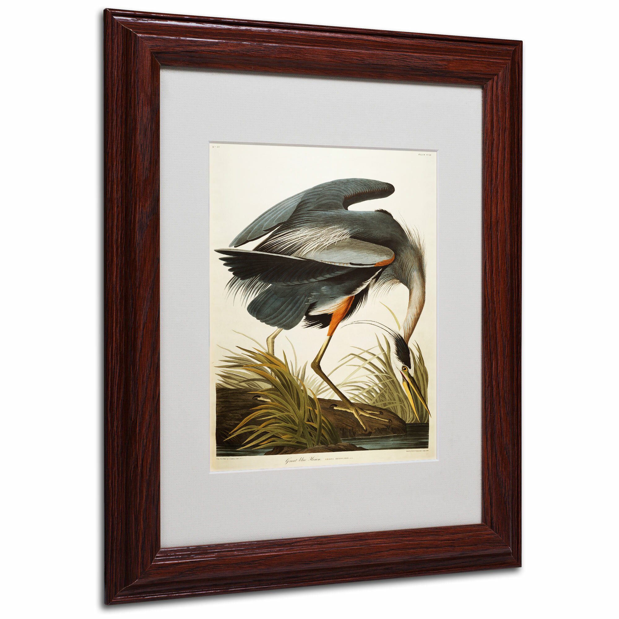 Trademark Art "Great Blue Heron" By John James Audubon Framed Painting ...