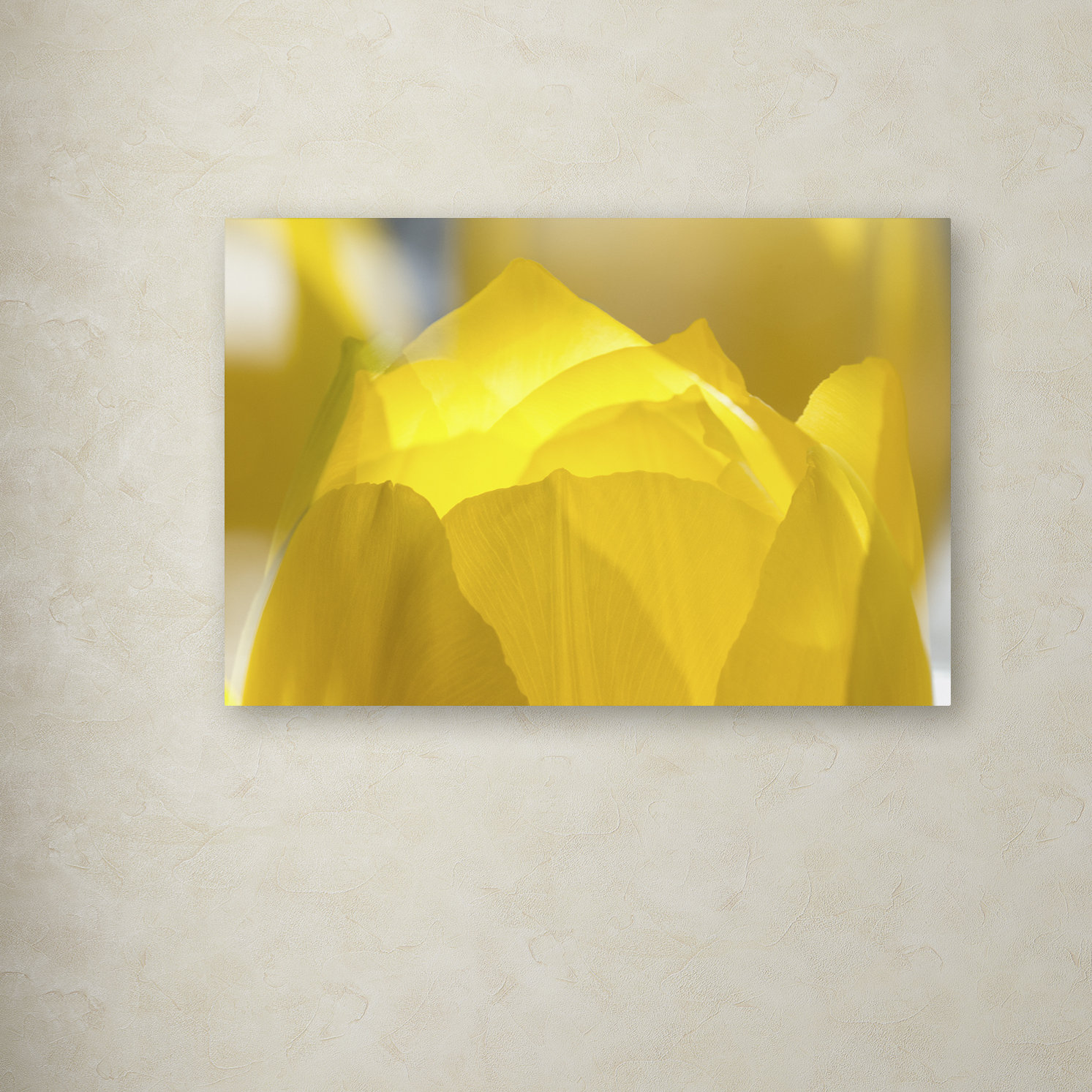 Trademark Art "Yellow Tulip Double Exposure" by Kurt Shaffer