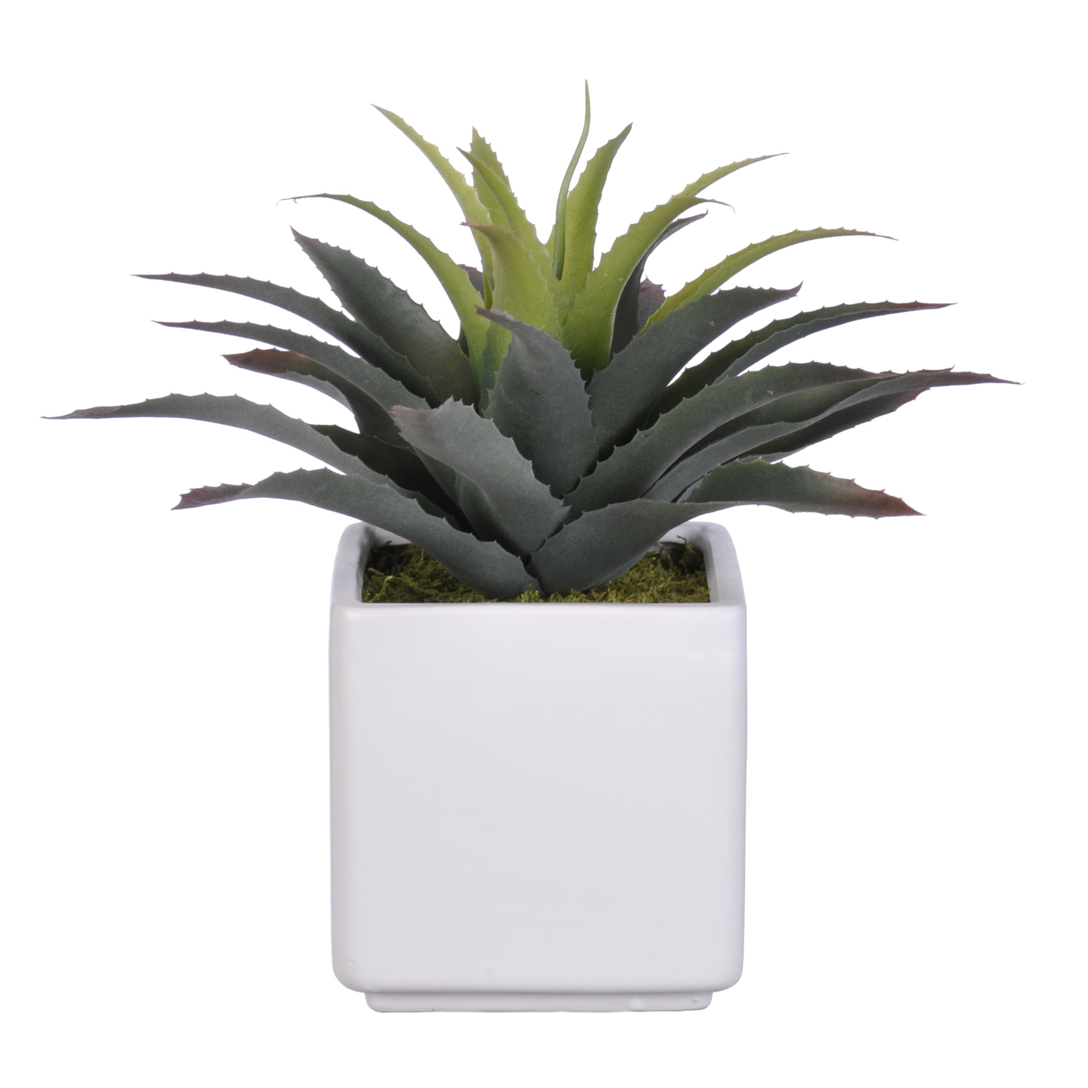 House of Silk Flowers Artificial Star Succulent Desk Top