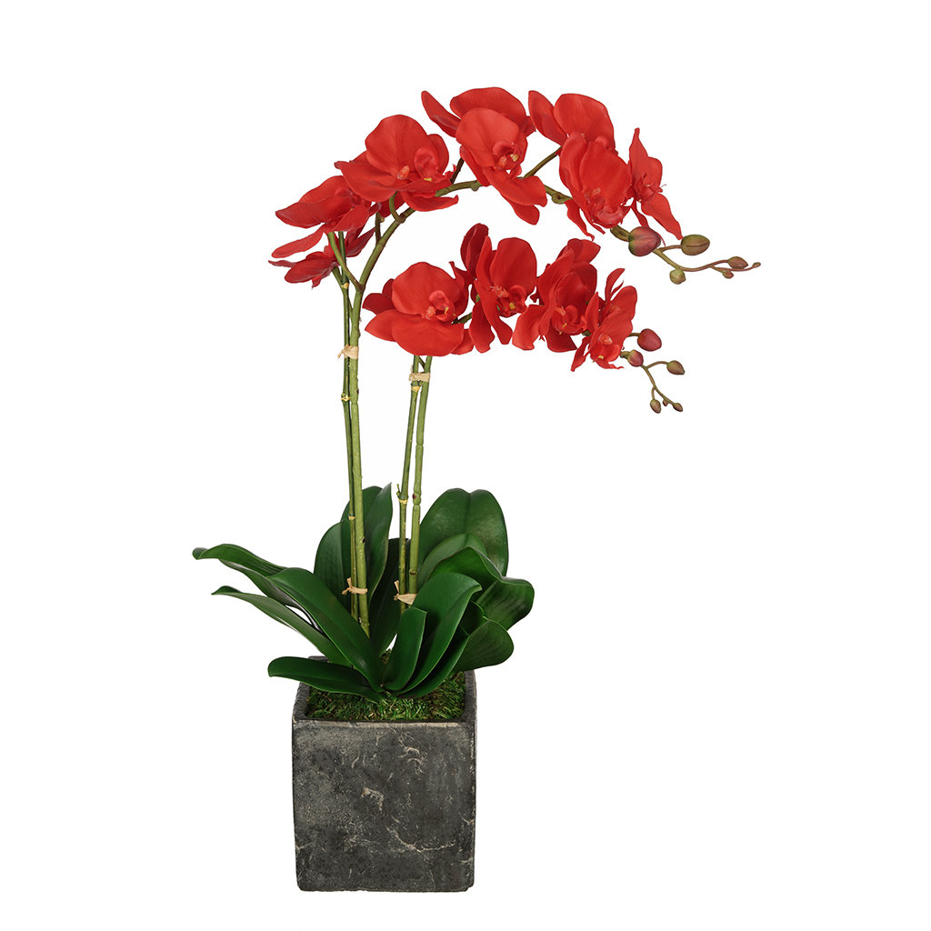 House of Silk Flowers Artificial Double Stem Orchid in Large Stone Cube