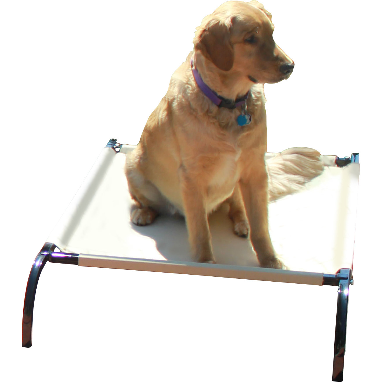 K9 Kennel HeavyDuty Canvas Cot Dog Furniture Style & Reviews Wayfair