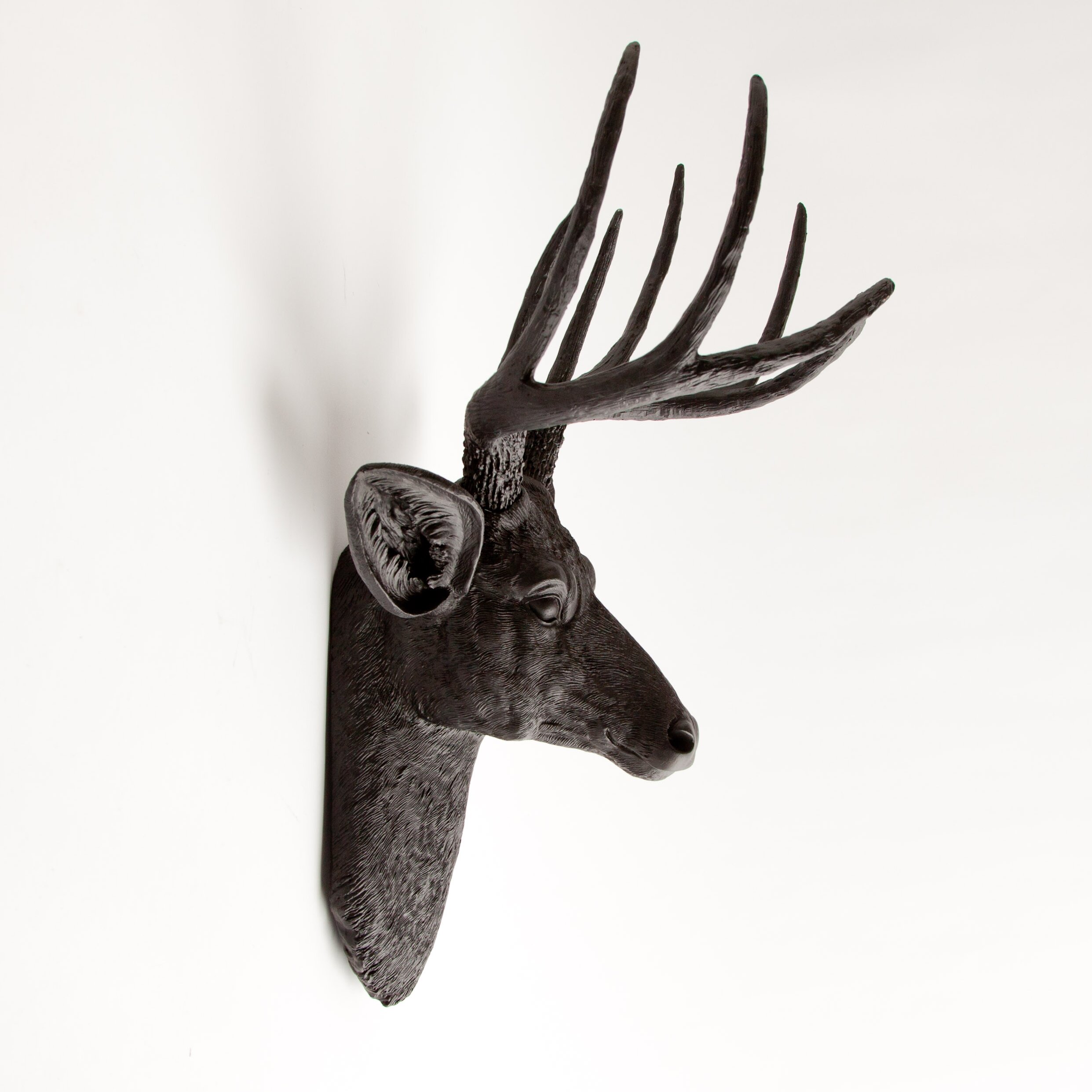Black White And Taxidermy