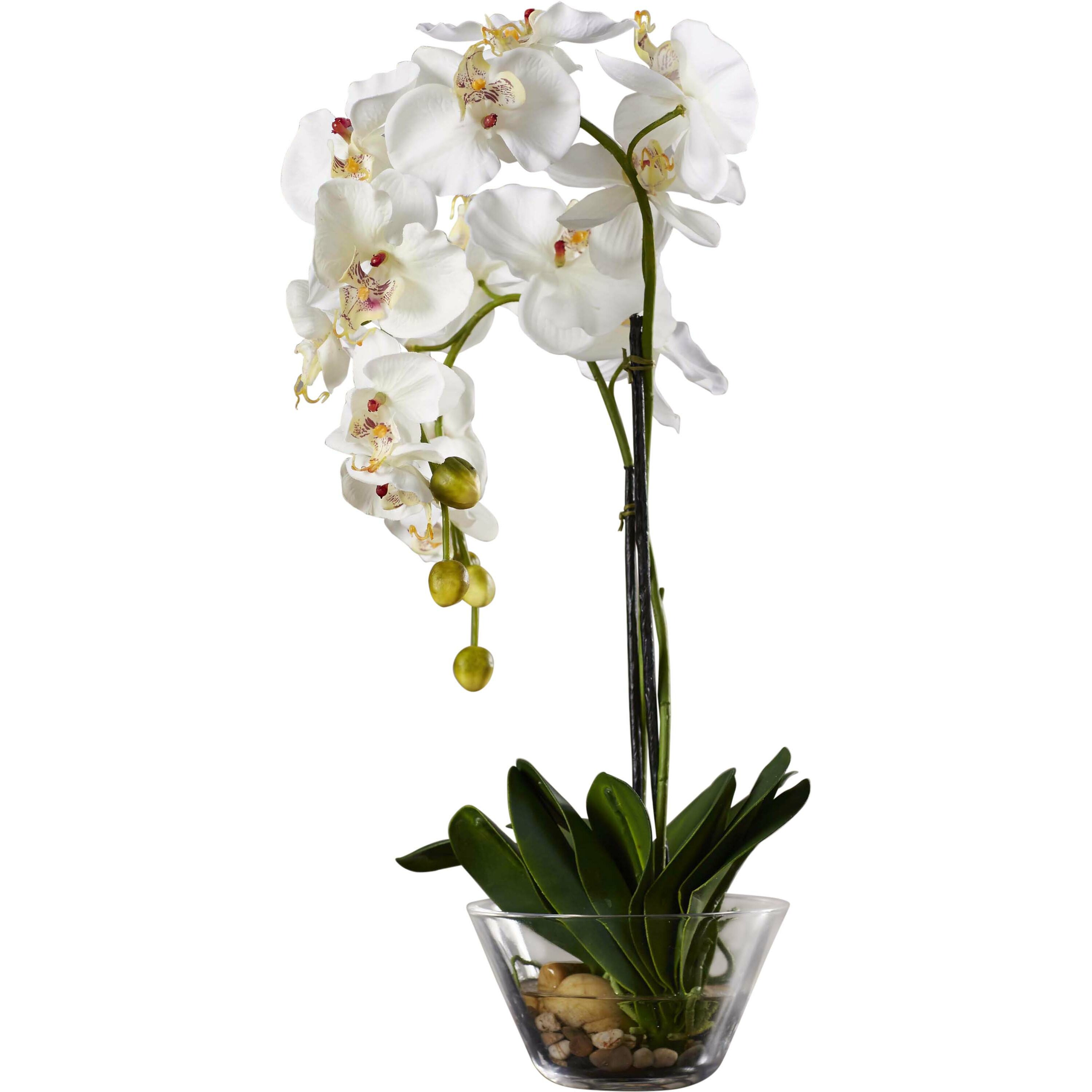 Three Posts Phalaenopsis Silk White Orchid In Glass Vase And Reviews Wayfair 1470