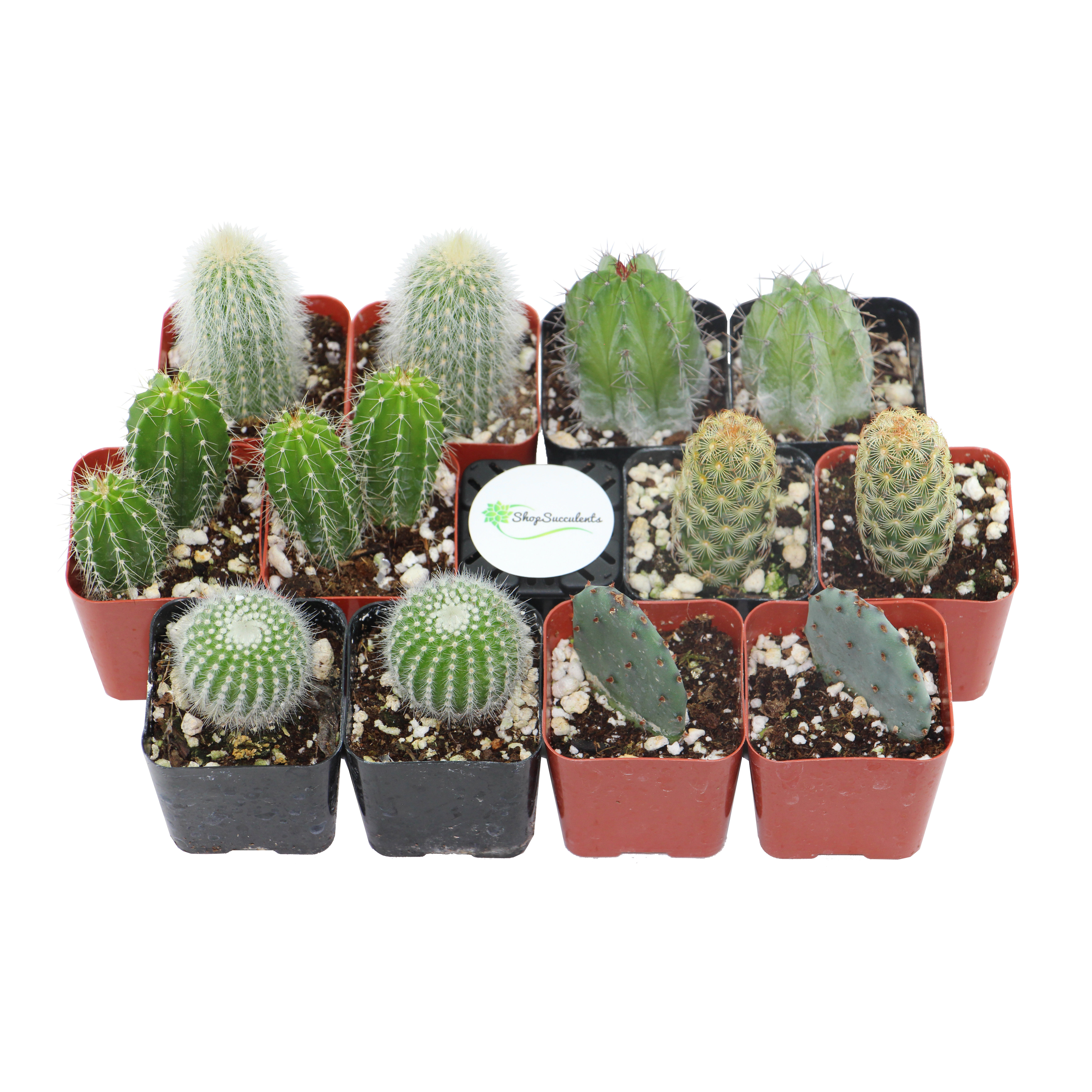 ShopSucculents 12 Pack Cactus Desk Top Plant in Pot & Reviews Wayfair
