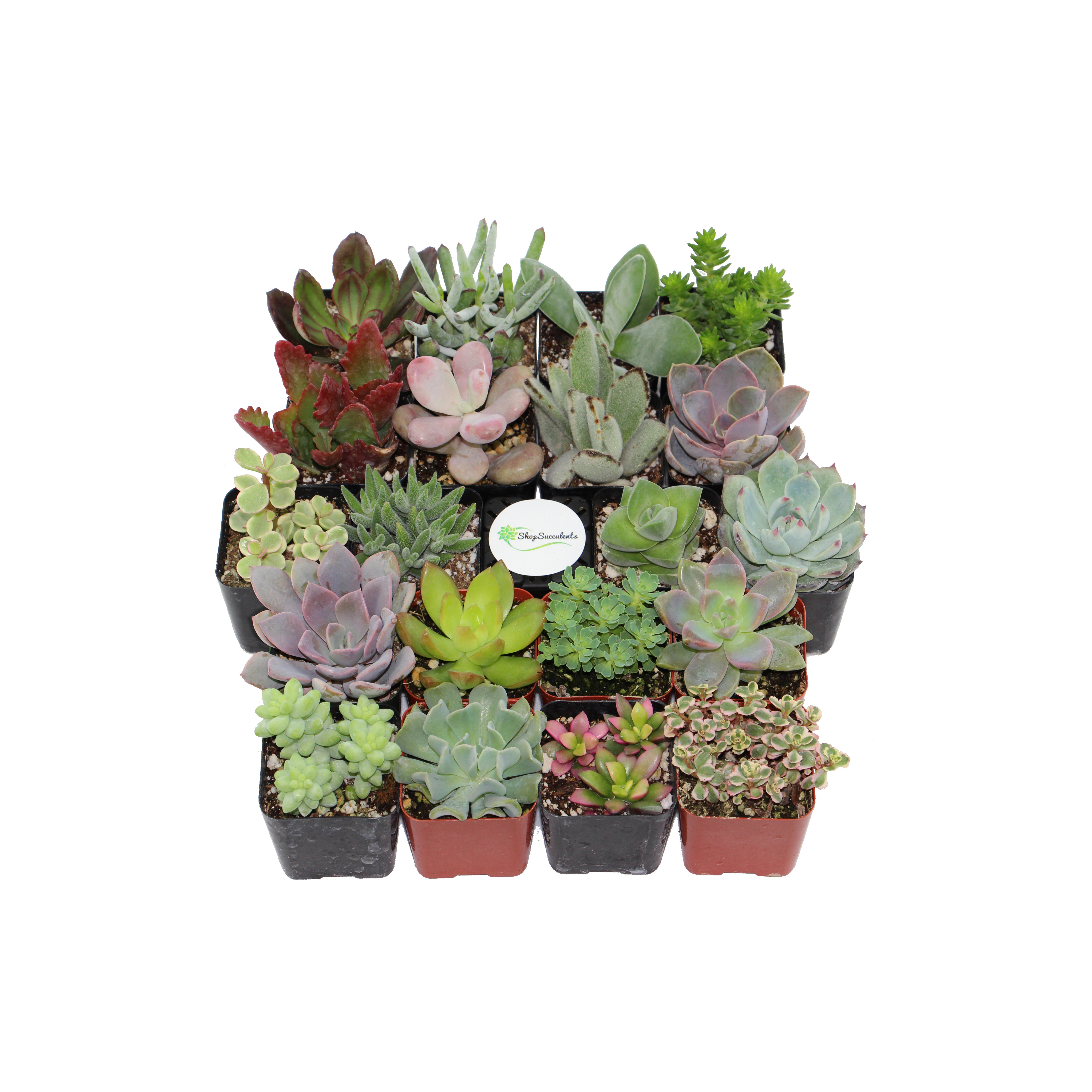 ShopSucculents 20 Pack Unique Succulent Desk Top Plant in