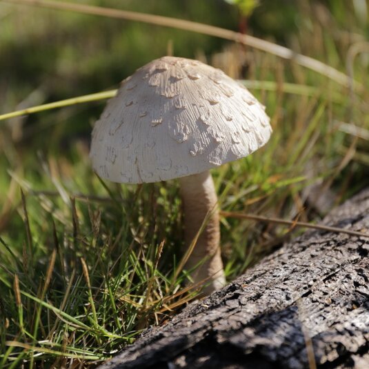 fairy on mushroom statue