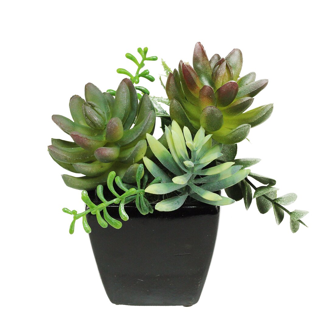 Northlight Decorative Artificial Mixed Succulent Arrangement Desk Top Plant in Pot & Reviews ...