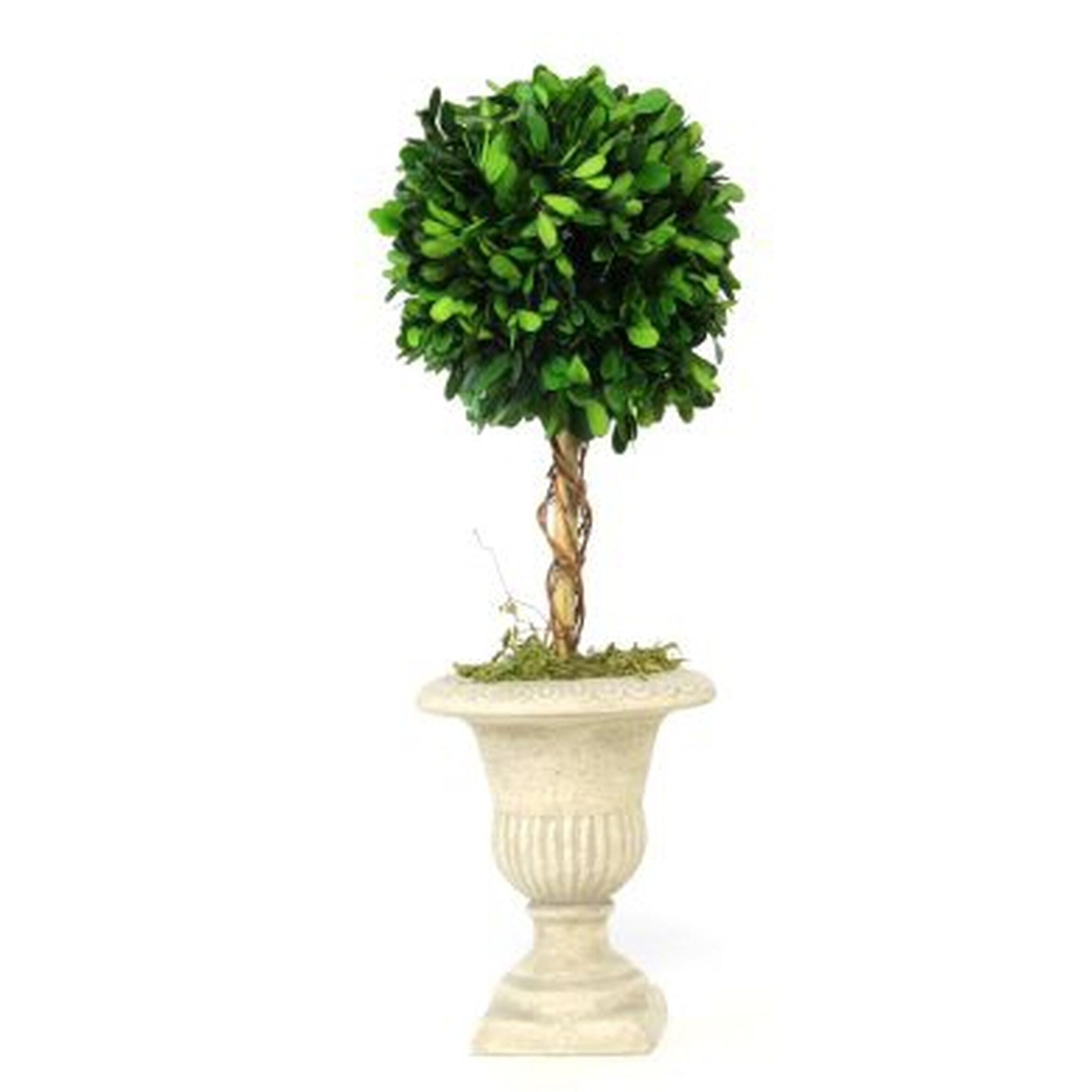 Charlton Home Boxwood Topiary Plant in Urn CHLH5546