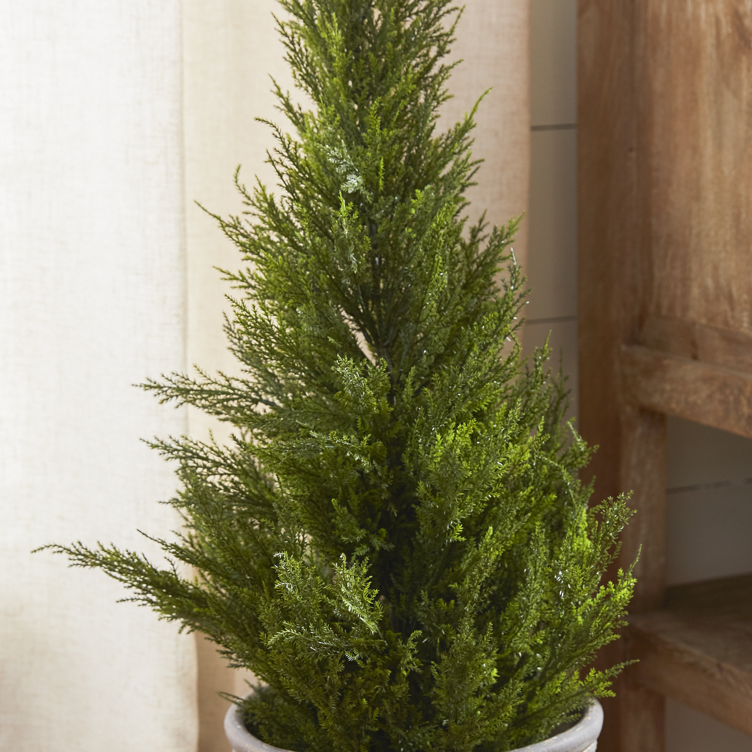 Loon Peak Cedar Tree in Pot & Reviews Wayfair