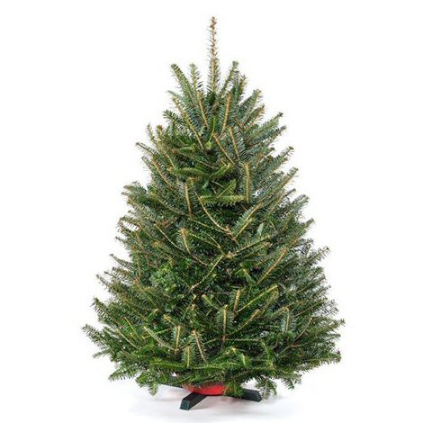 real christmas trees delivered 2 5 3 green fir freshly real christmas trees delivered 2 5 3 green fir freshly