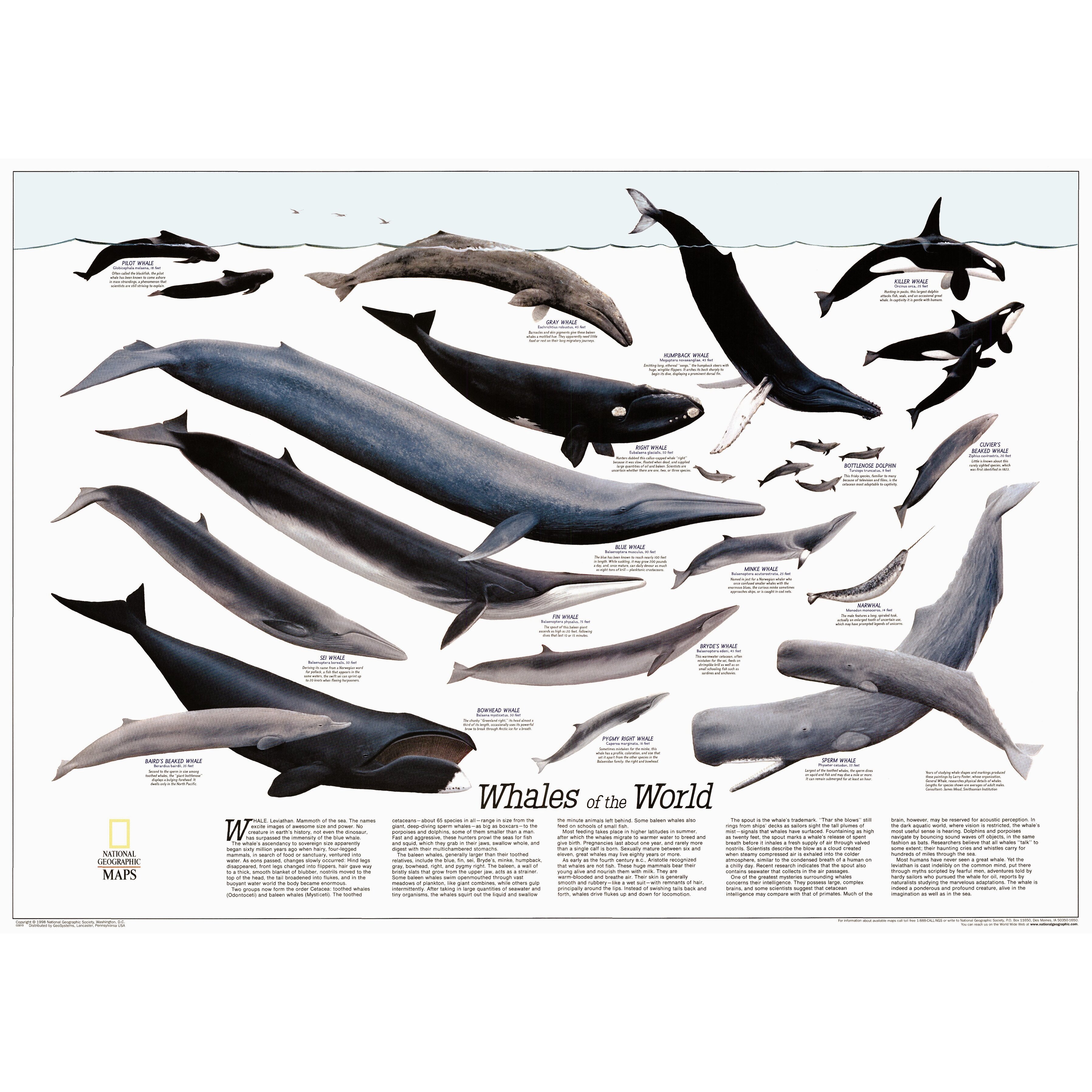 National Geographic Maps Whales Of The World Poster Map 